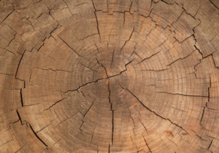 growth tree rings